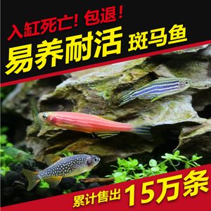 淡水魚魚缸混養(yǎng)的注意事項(xiàng)：淡水魚混養(yǎng)的注意事項(xiàng) 魚缸百科 第3張