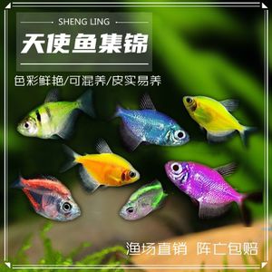 淡水魚魚缸混養(yǎng)的注意事項(xiàng)：淡水魚混養(yǎng)的注意事項(xiàng) 魚缸百科 第1張