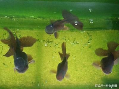 觀賞魚小型魚缸的選擇指南小型魚缸選擇指南：關(guān)于觀賞魚小型魚缸的選擇指南 魚缸百科 第3張