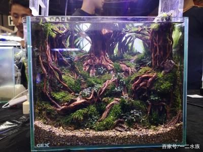 魚缸造景師的職業(yè)發(fā)展路徑：水族箱造景大賽背后的故事 魚缸百科 第1張