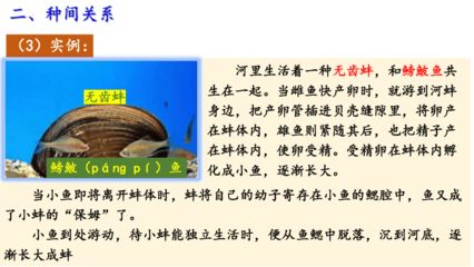 河蚌吃魚會導(dǎo)致魚的數(shù)量減少嗎？：在魚缸中養(yǎng)河蚌會導(dǎo)致魚的數(shù)量減少嗎？ 魚缸百科 第3張