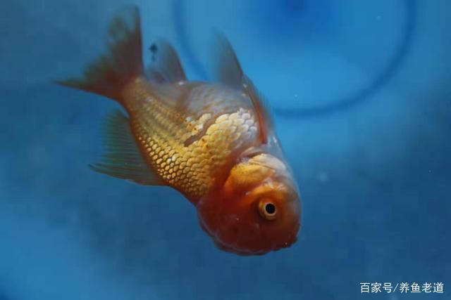 魚缸里的魚比喻人生的句子：魚缸里的魚比喻人生的啟示：關(guān)于魚缸里的魚比喻人生的句子有哪些？ 魚缸百科 第1張