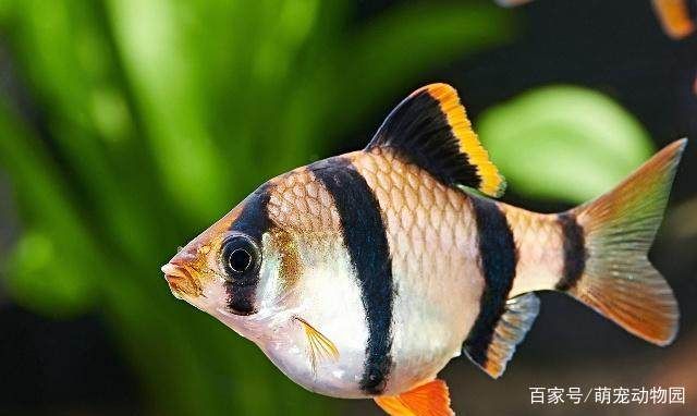 魚缸換水后魚缸換水后魚亂沖是因為水質變化、應激反應：魚缸換水后魚亂沖怎么辦 魚缸百科 第2張