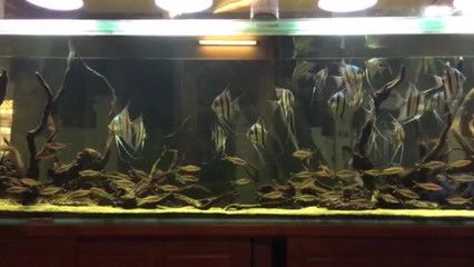 神仙魚的起源與分布：埃及神仙魚的起源與分布 魚缸百科 第4張