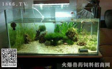 魚缸水質(zhì)渾濁怎么辦：剛給魚缸換完水，魚缸水渾濁的管理技巧以下措施進行處理