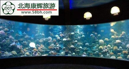 海底世界的奇妙之旅，北海海洋之窗：世界上最大的活體珊瑚展示了156個(gè)品種的北海海洋之窗 魚缸百科 第2張