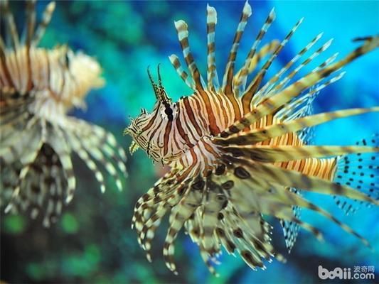 海水魚缸溫度控制技巧：養(yǎng)海水魚需要適宜的水溫 魚缸百科 第1張