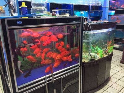 海洋館觀賞魚缸的選擇：海洋館觀賞魚缸是一種常用于海洋館、水族館、水族館等場所 魚缸百科 第2張