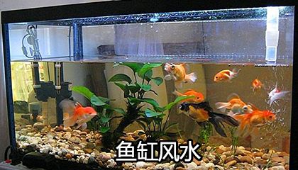 魚(yú)缸里放石頭有什么講究？：如何選擇魚(yú)缸石頭 魚(yú)缸百科 第2張