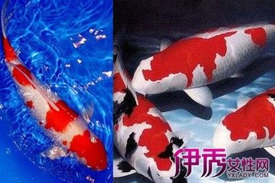 紅鯉魚的飼養(yǎng)技術(shù)：如何優(yōu)化魚缸環(huán)境養(yǎng)紅鯉魚