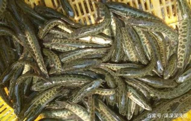 黑魚(yú)魚(yú)缸養(yǎng)殖技術(shù)培訓(xùn)課件視頻查看和學(xué)習(xí)資源：“黑魚(yú)魚(yú)缸養(yǎng)殖技術(shù)培訓(xùn)課件視頻”查看和學(xué)習(xí)資源