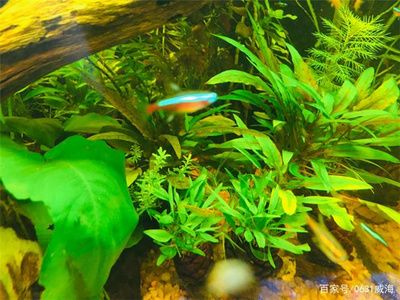 黑魚缸適合養(yǎng)的魚有哪些？：黑魚缸適合養(yǎng)什么魚？