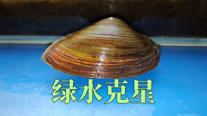 河蚌對(duì)魚缸的影響：在養(yǎng)河蚌之前，務(wù)必了解其生活習(xí)性和養(yǎng)殖注意事項(xiàng) 魚缸百科 第3張