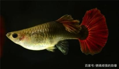 鳳尾魚飼養(yǎng)注意事項(xiàng)及注意事項(xiàng)：關(guān)于鳳尾魚飼養(yǎng)的問題