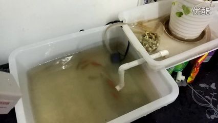 虹吸原理的歷史演變：虹吸原理在魚缸中的應用 魚缸百科 第2張