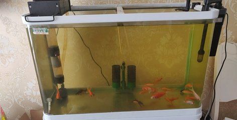 鸚鵡魚的飼養(yǎng)技巧：熱帶魚的飼養(yǎng)技巧