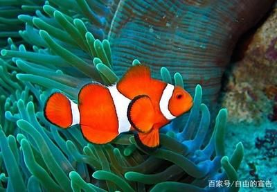 海水觀賞魚缸的溫度管理：海水觀賞魚缸的溫度應(yīng)該控制在一定的范圍內(nèi) 魚缸百科 第3張