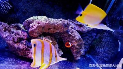 海水觀賞魚缸的溫度管理：海水觀賞魚缸的溫度應(yīng)該控制在一定的范圍內(nèi) 魚缸百科 第4張