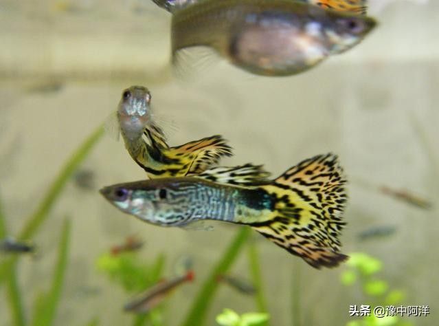 鳳尾魚和什么魚一起養(yǎng)：鳳尾魚可以和什么魚一起養(yǎng) 魚缸百科 第3張