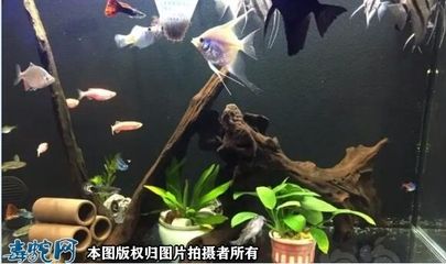 鳳尾魚魚缸溫度控制到最低再換水]：關(guān)于鳳尾魚魚缸水溫的詳細(xì)信息 魚缸百科 第3張