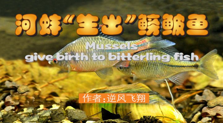 河蚌可以在魚(yú)缸中生活嗎？：河蚌與[需手動(dòng)填充][需手動(dòng)填充]魚(yú)之間存在共生關(guān)系，需要注意水質(zhì)的維護(hù)和處理 魚(yú)缸百科 第1張