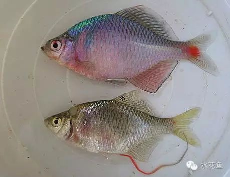 河蚌可以在魚(yú)缸中生活嗎？：河蚌與[需手動(dòng)填充][需手動(dòng)填充]魚(yú)之間存在共生關(guān)系，需要注意水質(zhì)的維護(hù)和處理 魚(yú)缸百科 第2張