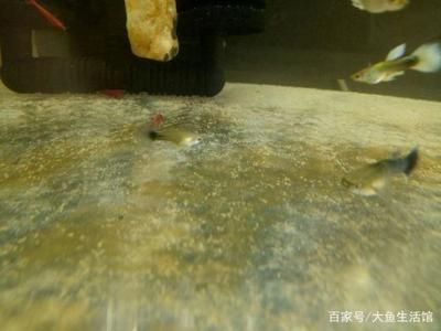 魚缸水泵一線品牌如何挑選合適的魚缸水泵的質(zhì)量：如何挑選合適的魚缸水泵 魚缸百科 第2張