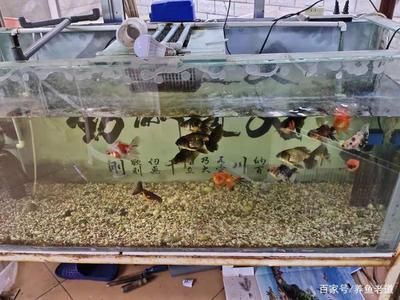 底砂魚缸適合養(yǎng)哪些觀賞魚：底砂魚缸適合養(yǎng)什么樣的觀賞魚 魚缸百科 第4張