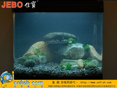 鯛魚魚缸造景方法：水族箱的養(yǎng)護(hù)秘籍 魚缸百科 第1張