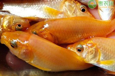 紅鯉魚的飼養(yǎng)方法：養(yǎng)殖紅鯉魚需要注意的幾點(diǎn) 魚缸百科 第3張