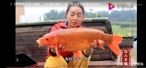 紅鯉魚的養(yǎng)殖方法，紅鯉魚的養(yǎng)殖技術(shù)：紅鯉魚養(yǎng)殖紅鯉魚需要注意什么，紅鯉魚的養(yǎng)護(hù)技巧 魚缸百科