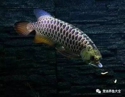 給魚缸換水是否可以用熱水器的水？：關(guān)于給魚缸換水是否可以用熱水器的水搜索結(jié)果詳細(xì)分析