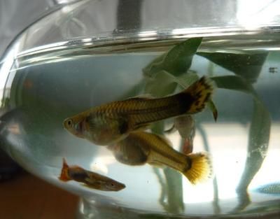 新買的魚缸怎么安裝？安裝方法如下：新買的魚缸底部鋪設(shè)過濾器的安裝方法是如何安裝魚缸的 魚缸百科