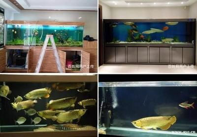 廣州魚(yú)缸水質(zhì)管理的重要性：廣州一水族工作室提供魚(yú)缸維修服務(wù)，魚(yú)缸維修服務(wù)服務(wù) 魚(yú)缸百科 第1張