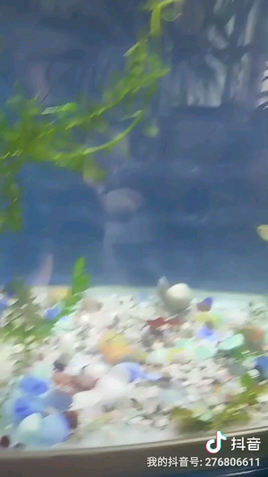 水族箱造景：昨天拿回來一個(gè)水族箱，把以前的玻璃缸送人 觀賞魚論壇