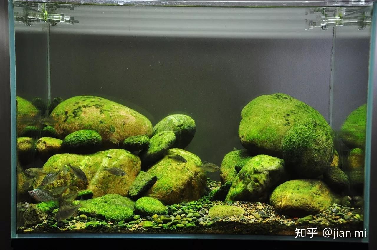 游泳換氣魚缸的使用技巧大揭秘游泳換氣技巧大揭秘：換氣魚缸的使用方法 魚缸百科 第3張