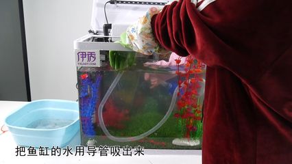 魚缸消毒后的護(hù)理消毒方法：剛買回來的魚缸消毒后，魚缸消毒后需要進(jìn)行消毒處理