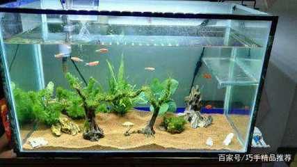 觀賞魚(yú)缸換水后需要放鹽在水族箱中的正確使用方法是非常重要的：觀賞魚(yú)缸換水后是否需要放鹽在水族箱中的正確使用方法 魚(yú)缸百科 第1張