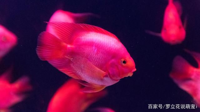 黑色背景的魚缸適合養(yǎng)哪種魚？：熱帶魚飼養(yǎng)指南：黑色背景的魚缸適合養(yǎng)多種魚類