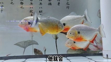 魚缸白膜的科學解釋：底濾魚缸出現白膜可能是由多種因素引起的 魚缸百科 第1張