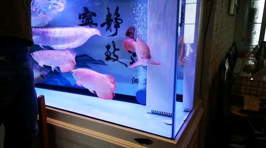 廣州魚缸造景造景公司：廣州魚缸造景作品魚缸造景相關(guān)的歷史演變魚缸造景作品 魚缸百科