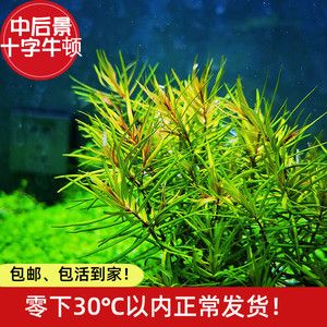 淡水魚缸養(yǎng)護(hù)技巧：如何選擇淡水魚缸？