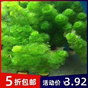 淡水魚缸養(yǎng)護(hù)技巧：如何選擇淡水魚缸？