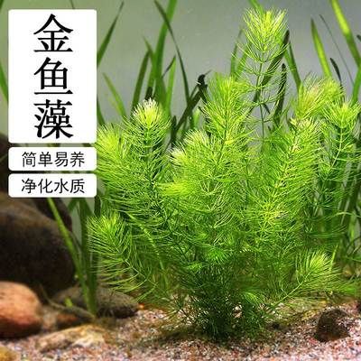 淡水魚缸養(yǎng)護(hù)技巧：如何選擇淡水魚缸？