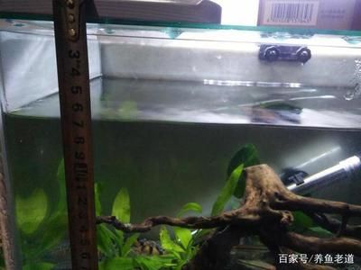 新買的魚缸怎么處理：新買的小魚缸需要經(jīng)過消毒、養(yǎng)水、養(yǎng)水、清洗和換水步驟 魚缸百科 第1張