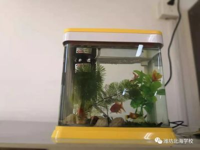 生態(tài)魚缸的科學原理：如何構建一個魚缸生態(tài)系統(tǒng) 魚缸百科 第4張