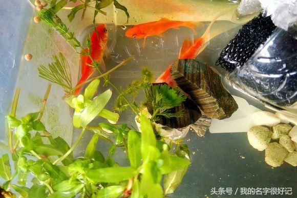 魚缸水質管理攻略：魚缸水質管理全攻略