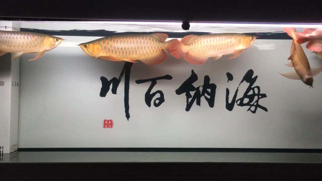 周末休息看看魚，boxdn評(píng)論：漂亮：周末休息看看魚 觀賞魚論壇 第1張