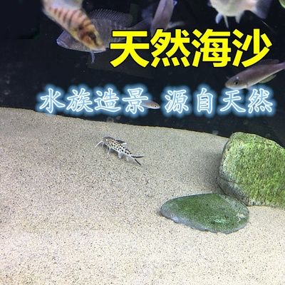 海沙在魚缸造景中的應用和注意事項：海沙在魚缸造景中的應用