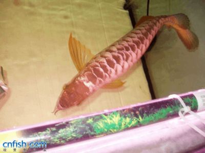 鄭州魚缸、魚缸漏水改造，鄭州市雙橋花卉市場的改造方法：鄭州哪里有賣觀賞魚的 魚缸百科